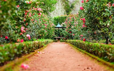 Cultivating the Garden of Your Heart